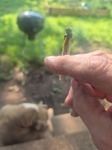 Customer photo review of Skywalker OG - 4 Grams (Indica)