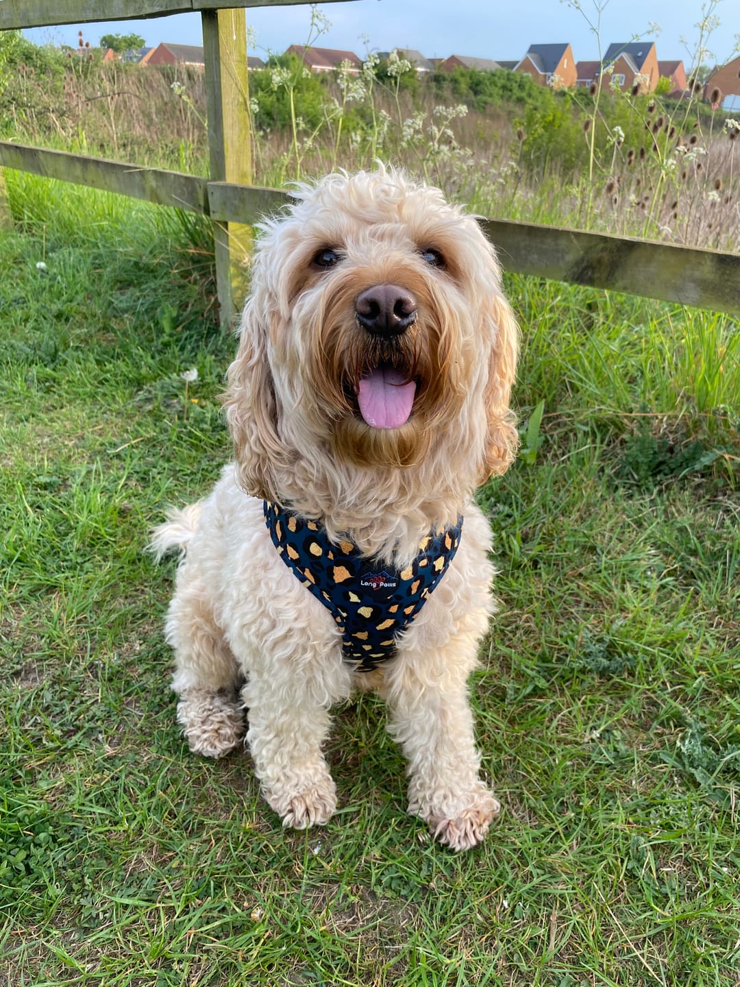 Customer photo review of Funk the Dog Harness & Lead Set | Leopard Green & Gold