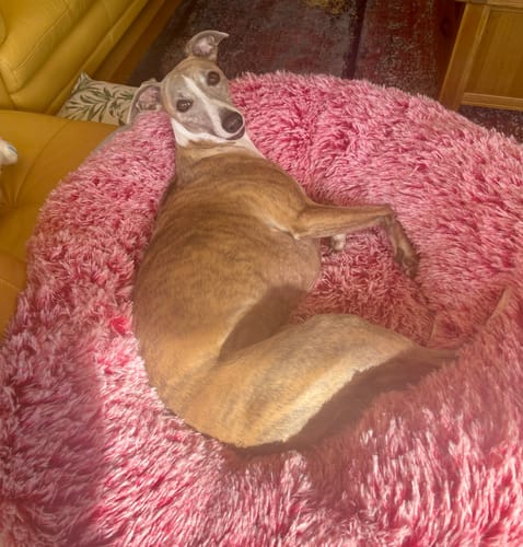 Customer photo review of PaWz Premium Calming Pet Bed with Removable Cover