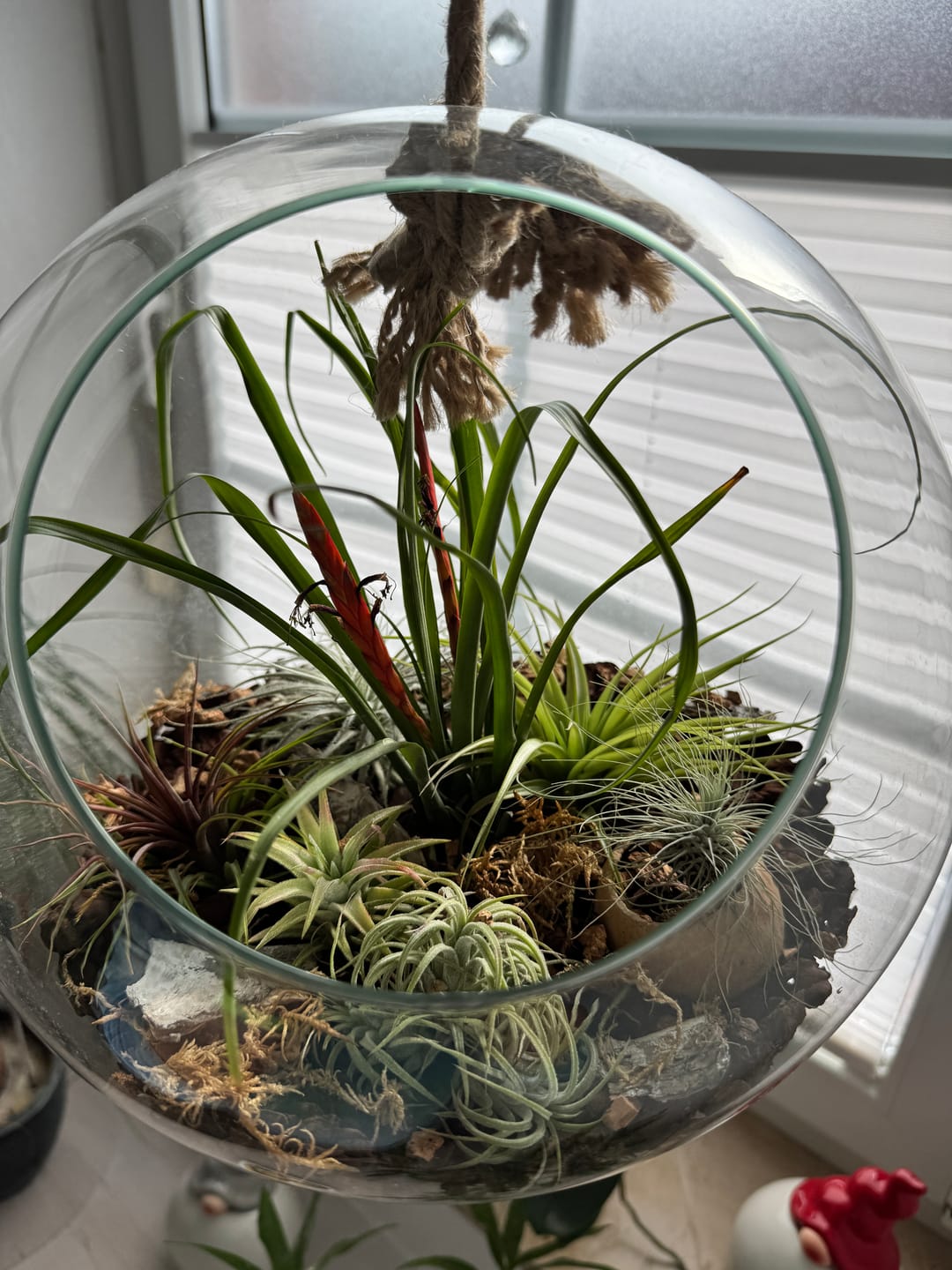 Customer photo review of Tillandsia vanhyningii