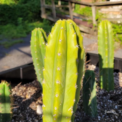 Customer photo review of Trichocereus Pachanoi | Bulk Cutting Packs | San Pedro Cactus Bulk