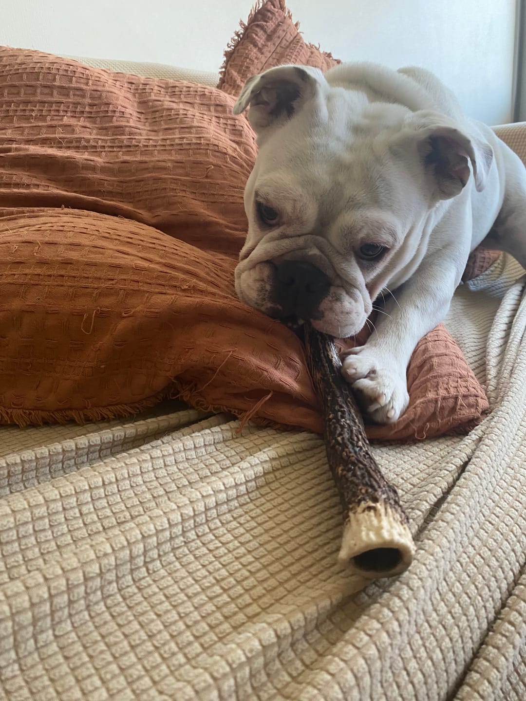 Customer photo review of Asta de ciervo para perros - Regular