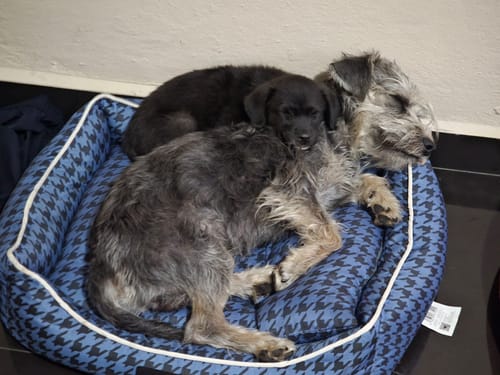 Customer photo review of CT1331 1 Pieza De Cama Para Mascota