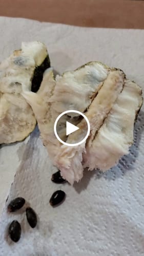 Customer video review of Soursop