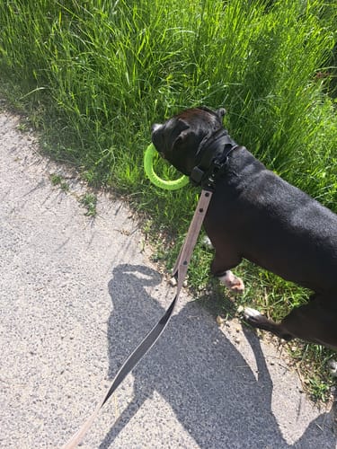 Customer photo review of Smycz z dodatkową rączką - Guard Leash Black Edition Beżowa