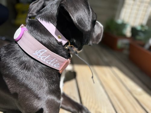 Customer photo review of 1.5" Tacti Dog Collar Slim Luxe - Rose Gold - Sofia