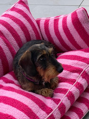 Customer photo review of Lucky Belly