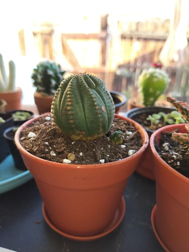 Customer photo review of Euphorbia Obesa Hybrid | Basketball Plant