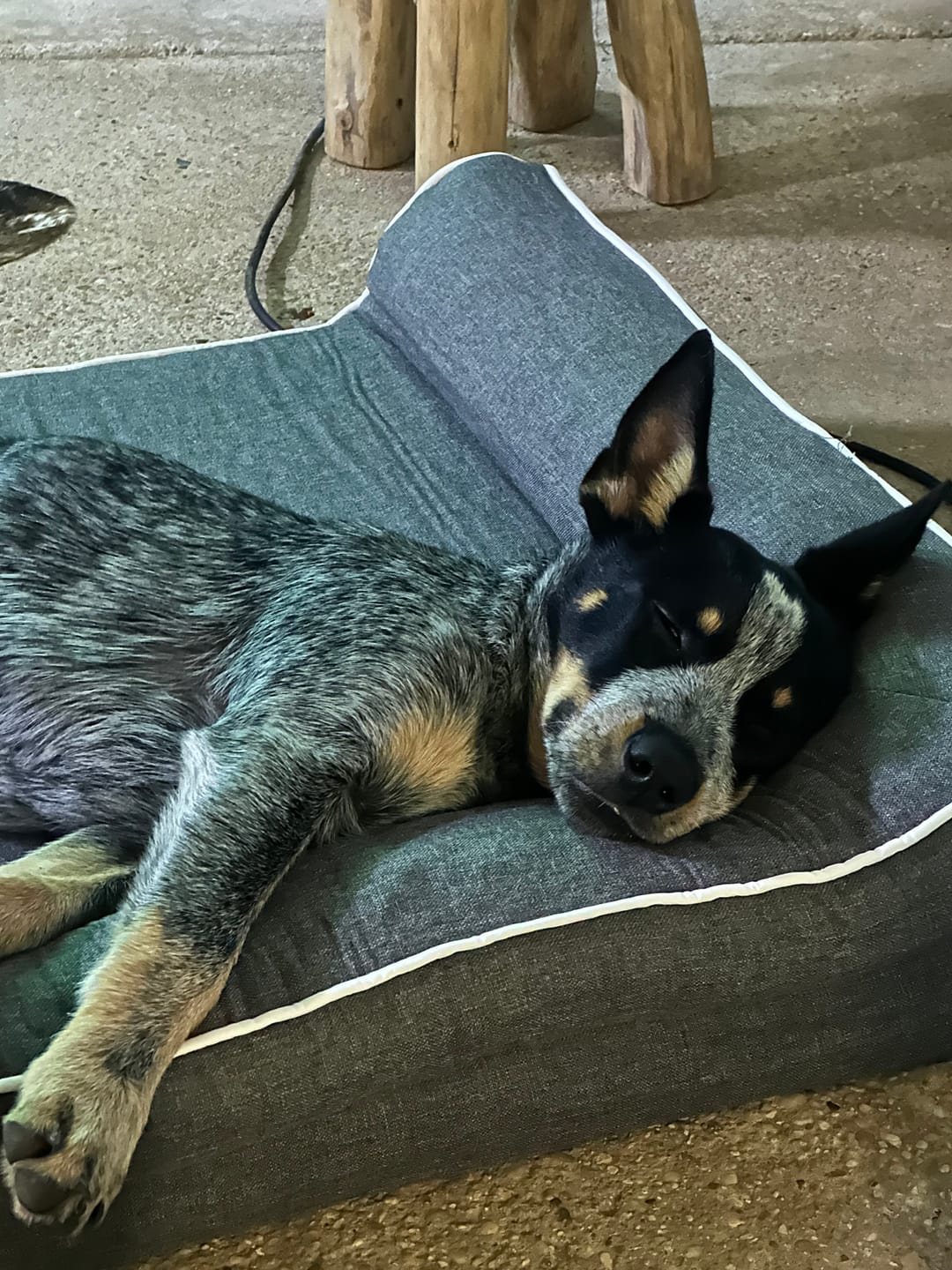 Customer photo review of Pawz Orthopedic Pet Bed Memory Foam With Cooling Gel