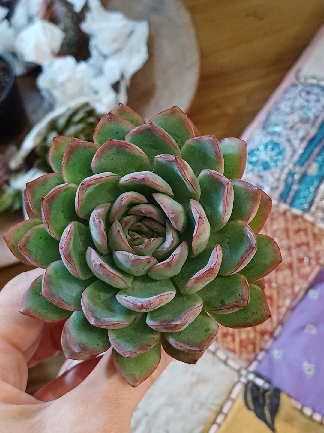 Customer photo review of Echeveria 'Pink Edge'