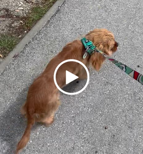 Veronika Ď. review of 3cm Slip on Collar | Foam Padded - Turquoise image 1 out of 1