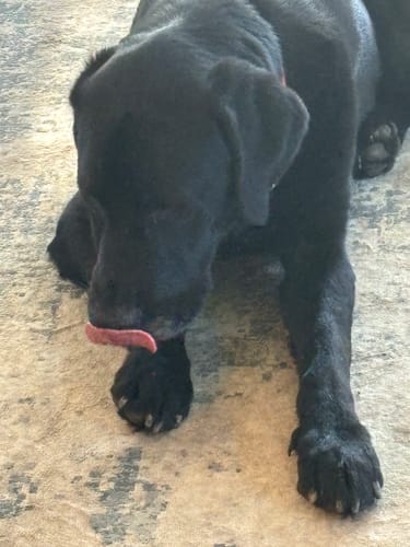 Customer photo review of Ditch The Itch Bundle