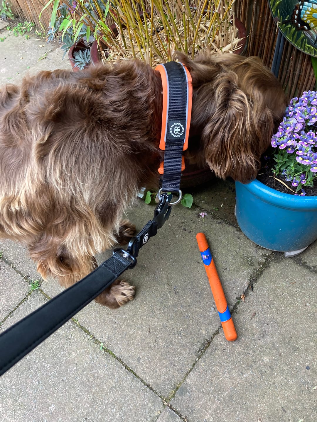 Customer photo review of 1.4m Swivel Combat Lead | Anti-Tangle & Secure Clip - Black