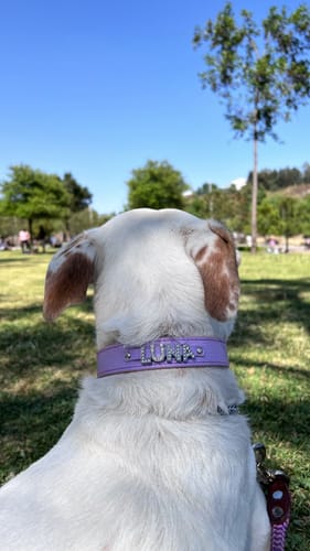 Customer photo review of Collar con Nombre Lila