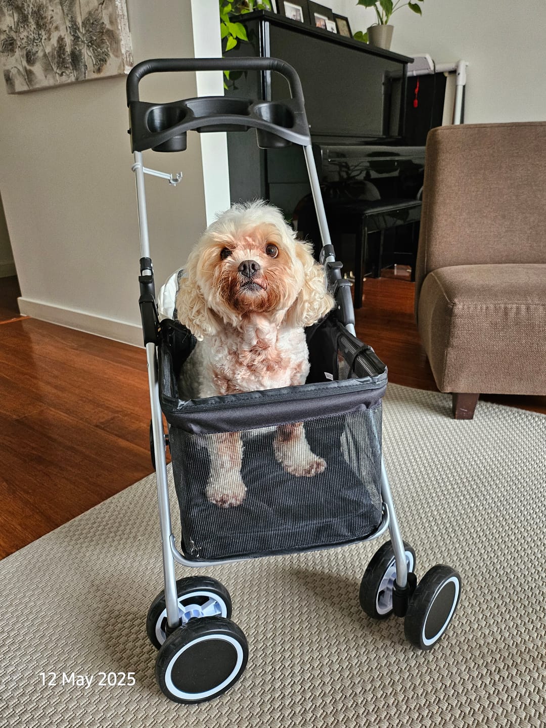 Customer photo review of Pawz Compact & Comfortable Pet Stroller