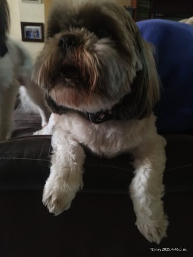 Customer photo review of Collar personalizado para Mascota: Huellitas