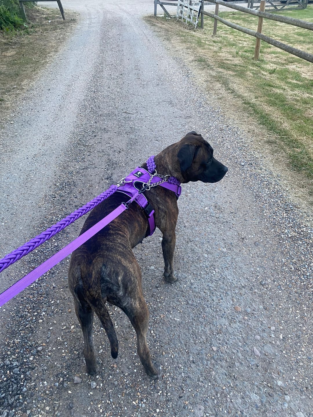 Customer photo review of Performance collar with handle 5CM - Purple