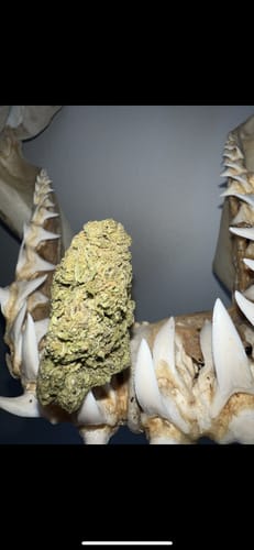 Customer photo review of THCA Queen