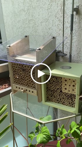 Customer video review of BeeHome Observer - Sonderpreis auf MyBeeHome