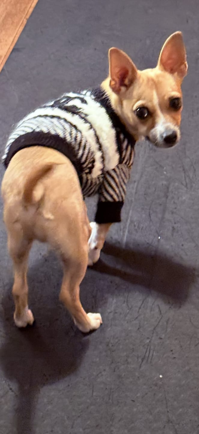 Customer photo review of Coco Designer Jumper Dog Sweater