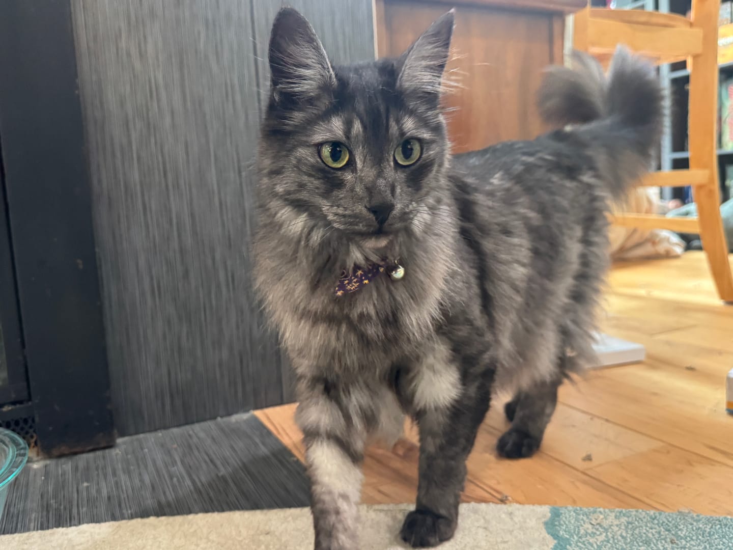 Customer photo review of Purple Moon and Stars Bow Cat Collar