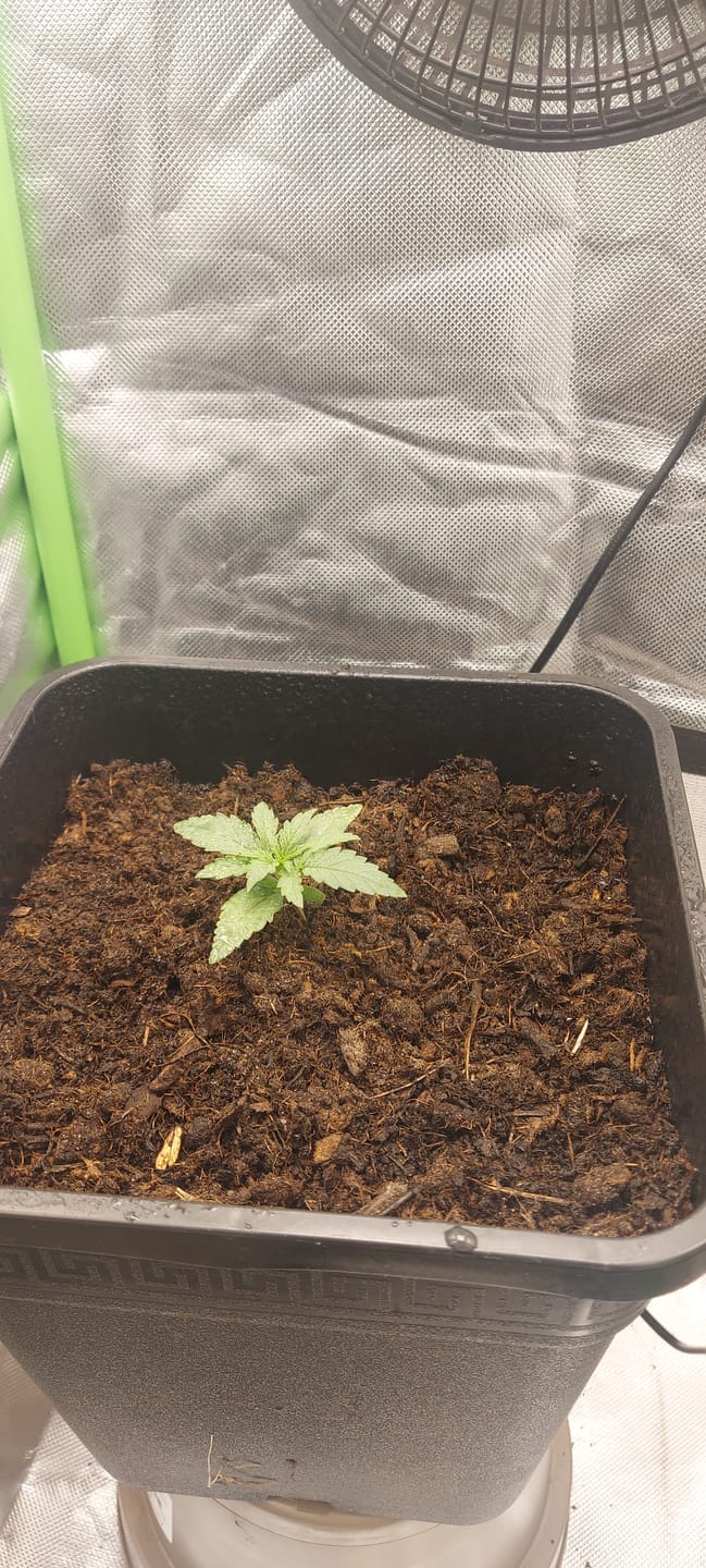 Customer photo review of Hamburg City Weed – 60% Extra Strong - Hochwertige CBD Blüten mit der Energie der Stadt