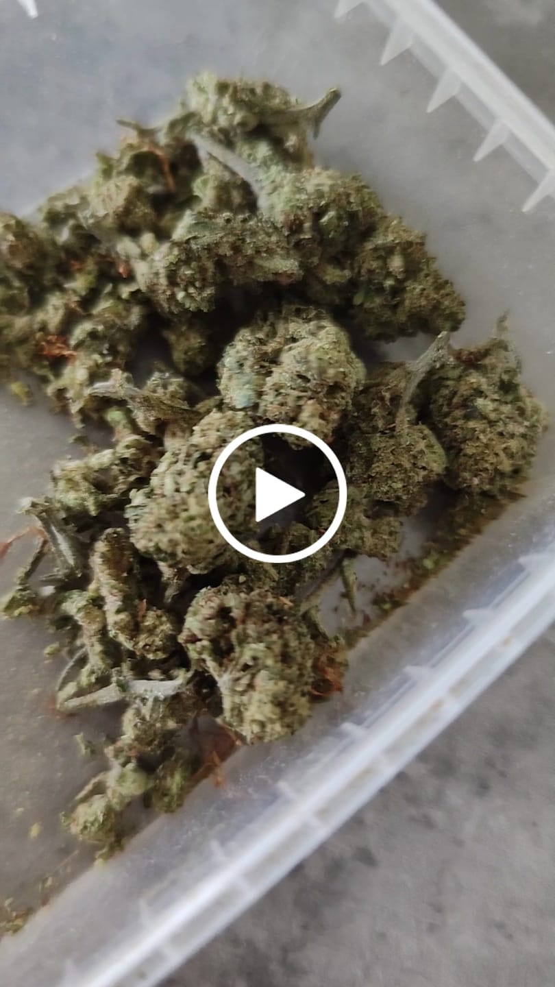 Customer video review of Vollis Turbobud - SATIVA TURBO LVL 5/5