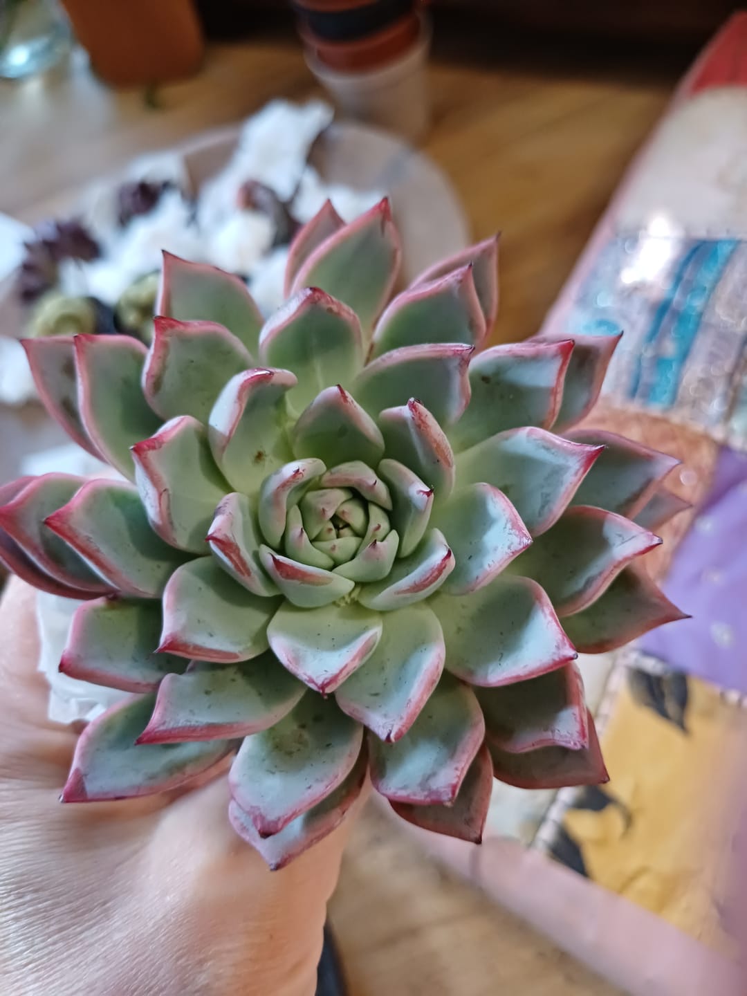 Customer photo review of Echeveria Rosita - Korean Form