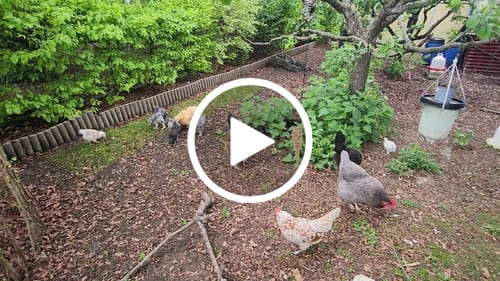 Customer video review of BSF Larven - getrocknete Soldatenfliegenlarven