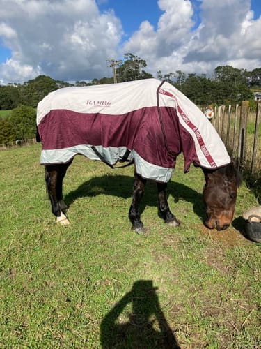 Customer photo review of Rambo Summer Series Disc Front