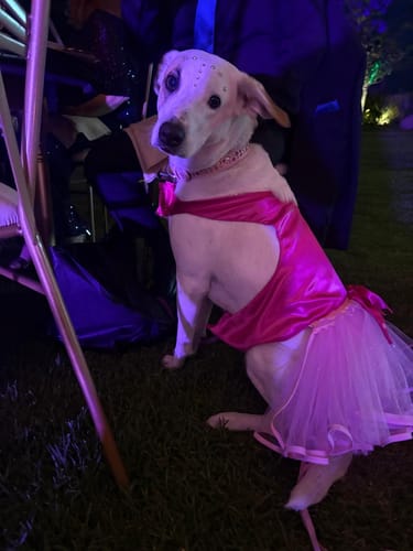 Customer photo review of Collar Trypoli Rosa