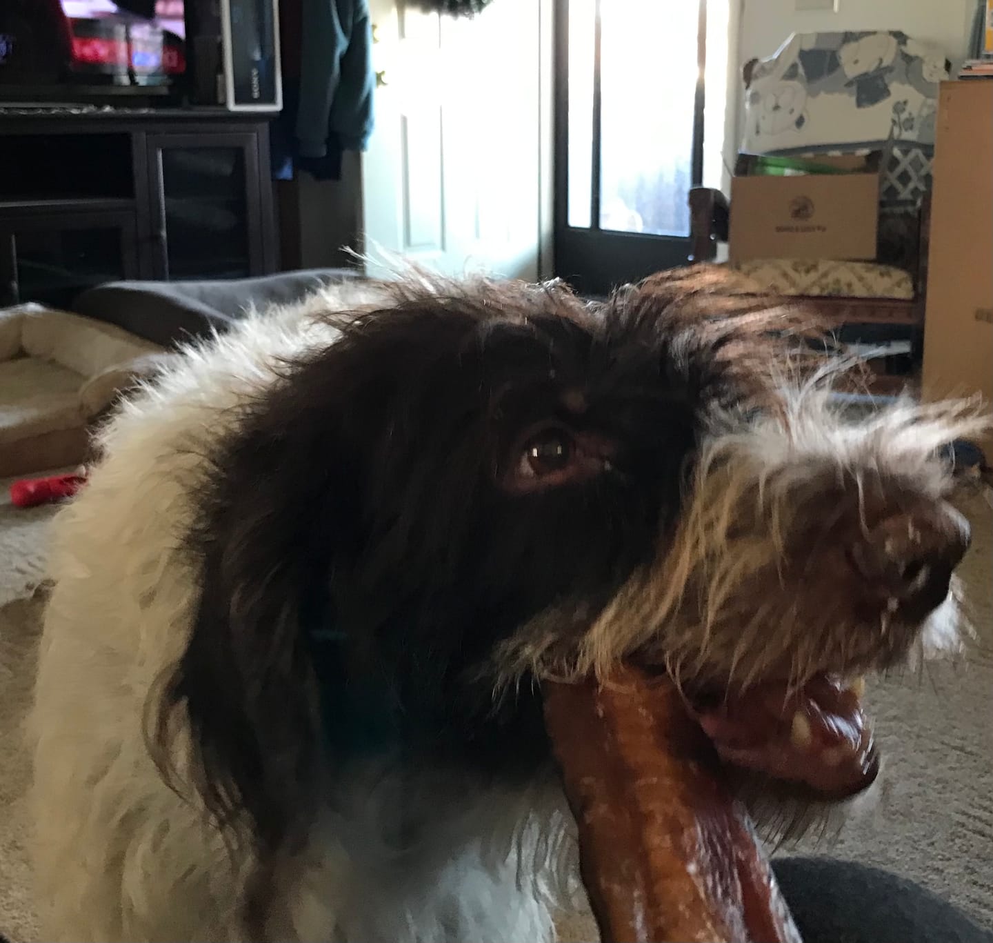 Customer photo review of 12 Inch Beef Jerky Stick