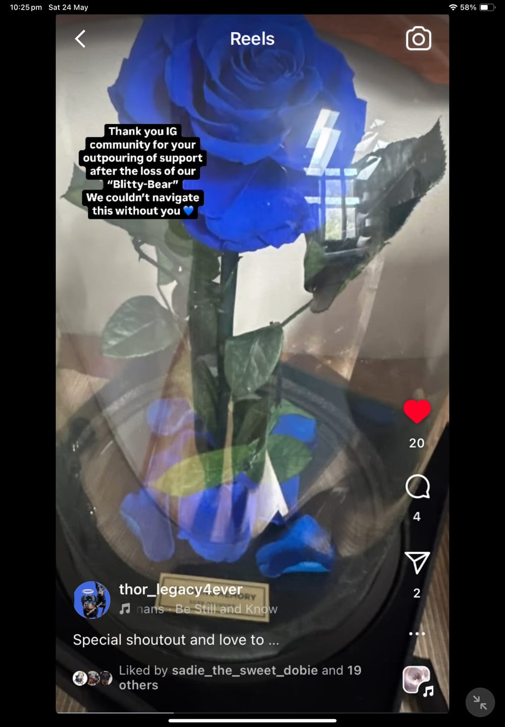 Customer photo review of The Everlasting Rose - Royal Blue