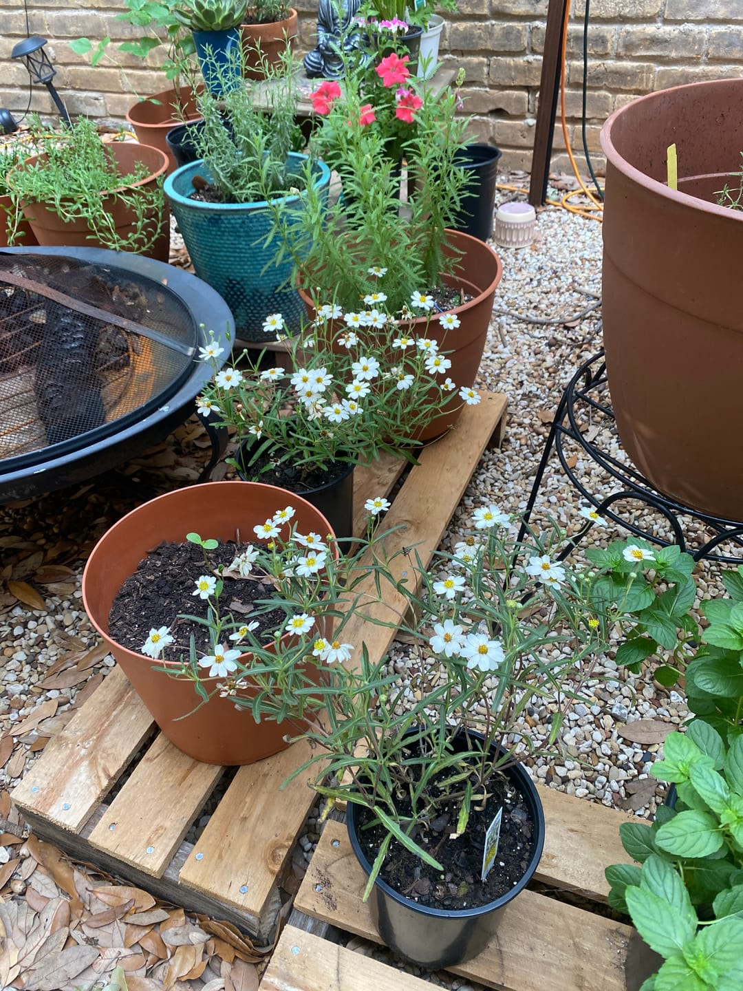 Customer photo review of Blackfoot Daisy