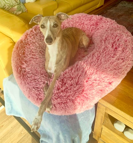 Customer photo review of PaWz Premium Calming Pet Bed with Removable Cover