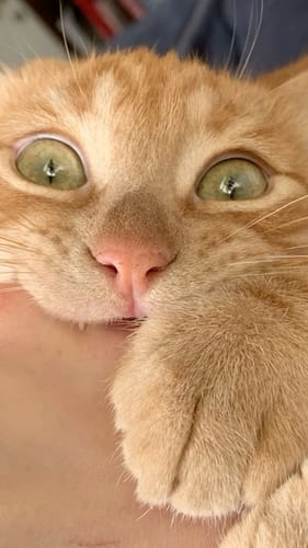 Customer photo review of Patsli Immune