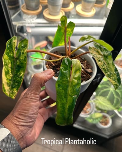 Customer photo review of Fungus Gnat Death Drops