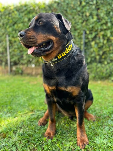 Customer photo review of Extreme Buckle med namn