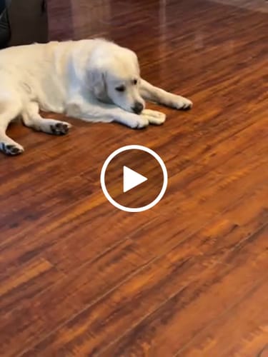 Customer video review of Rolled Pig Ears 3 pack