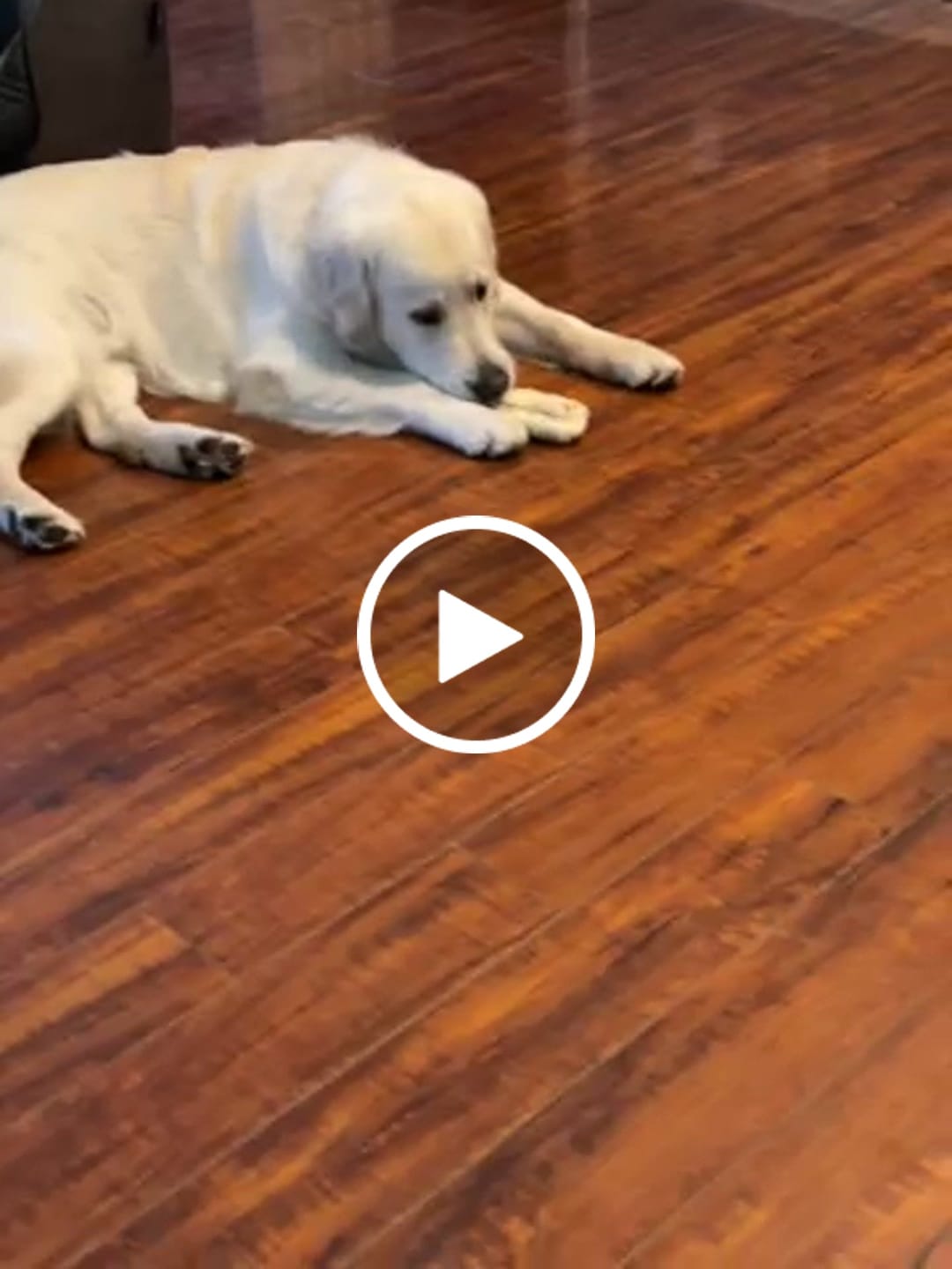 Customer video review of Rolled Pig Ears 3 pack