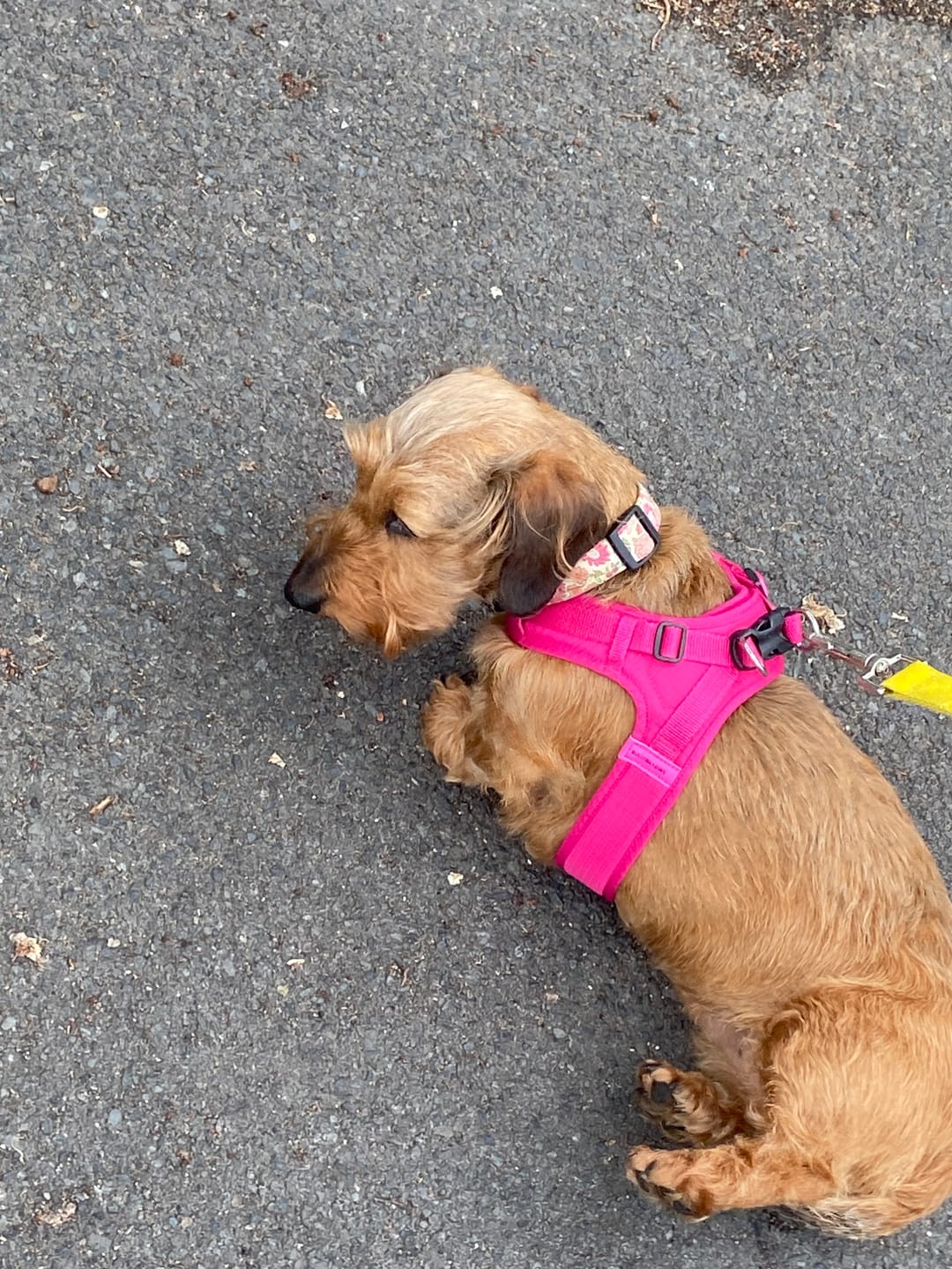 Customer photo review of Boomerang Harness - XS-M Breeds - Carminerose