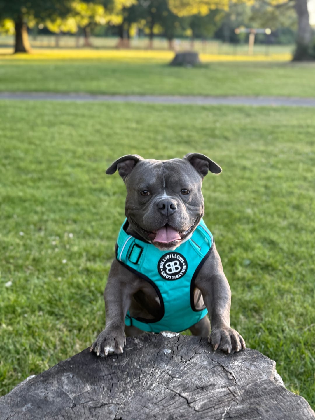 Customer photo review of Comfort Premium Harness | Non Restrictive - Turquoise
