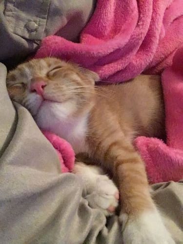 Customer photo review of Patsli Immune