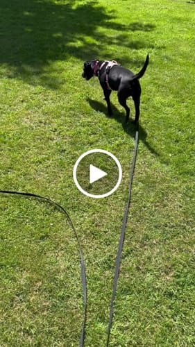 Customer video review of Anti Pull Harness | With Handle & Lighter | Hurricane Harness - Pink