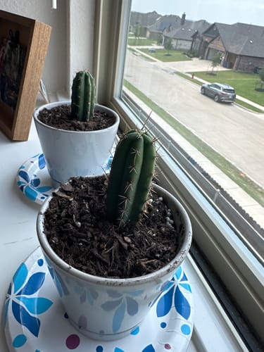 Customer photo review of Trichocereus Peruvianus | Peruvian Torch Cactus
