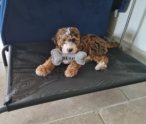 Jasmin H. review of HiK9 Bed with Black Mesh Cover image 1 out of 1