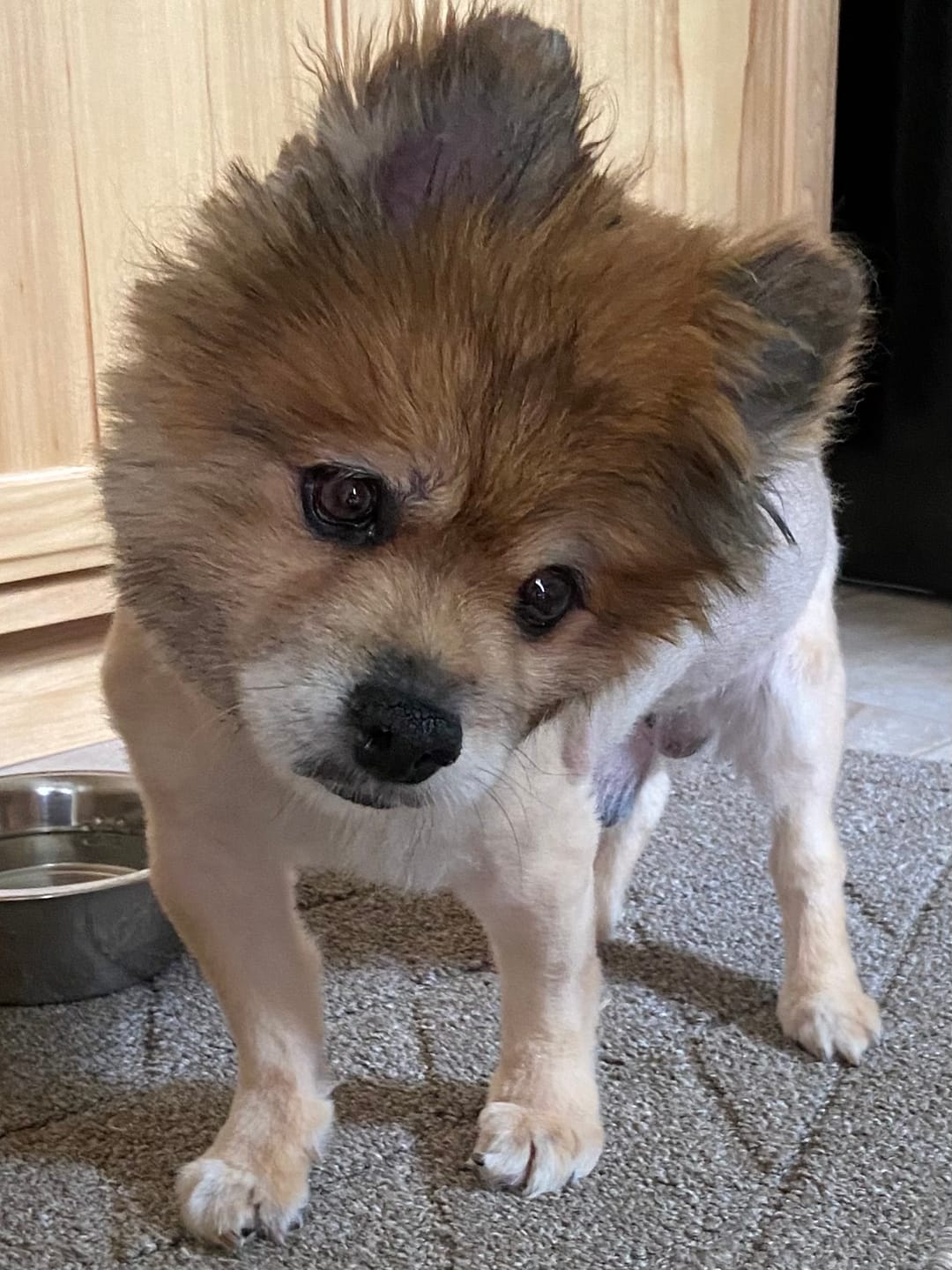 Customer photo review of Dog UTI & Kidney Support Remedy