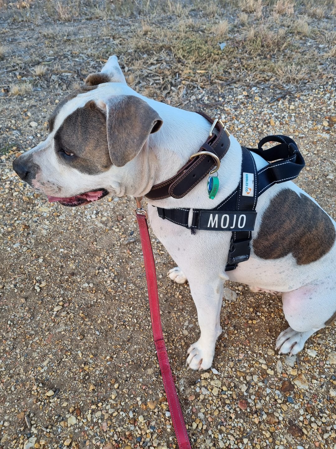 Customer photo review of No Pull Dog Harness