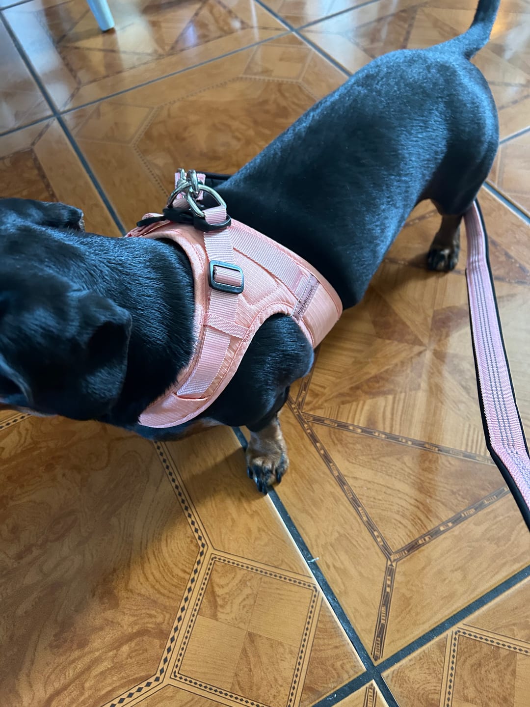 Customer photo review of Boomerang Harness - XS-M Breeds - Pink