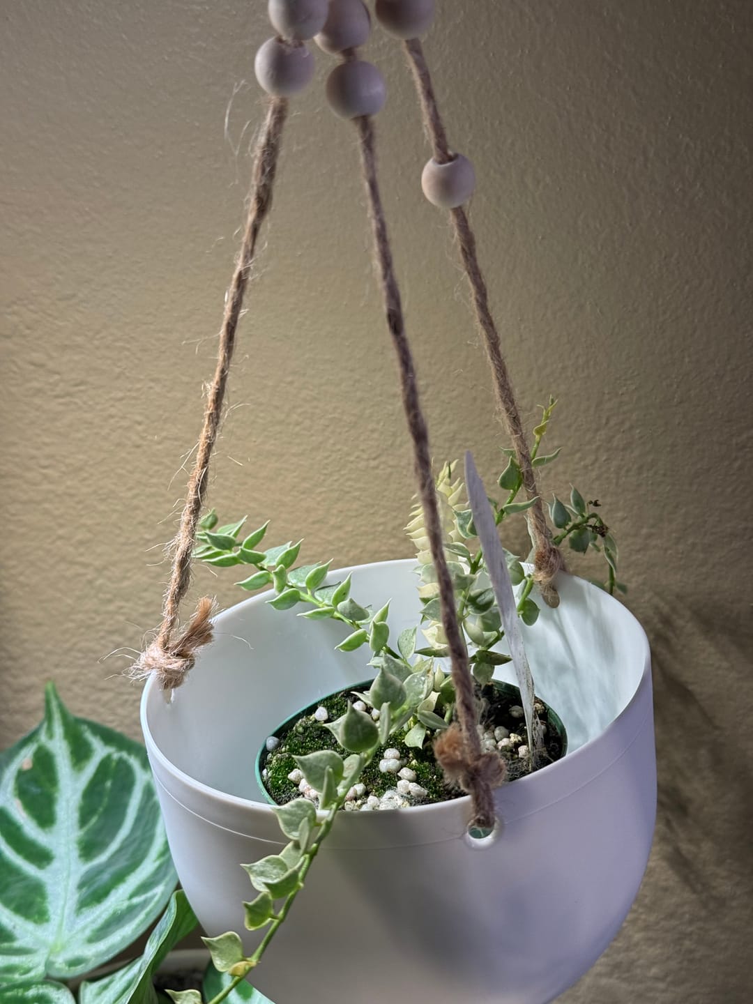 Customer photo review of Dischidia ruscifolia 'Variegata' "Million Hearts"